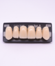 NEO LIGN A TOOTH ANT B51 UPPER A1 6 pc
