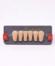 WIEDENT ESTETIC LOWER ANTERIORS SHADE A4