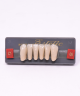 WIEDENT ESTETIC LOWER ANTERIORS SHADE C1