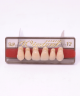 WIEDENT ESTETIC UPPER ANTERIORS SHADE D3