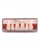 WIEDENT ESTETIC UPPER ANTERIORS SHADE C1