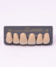 WIEDENT ESTETIC UPPER ANTERIORS SHADE C2